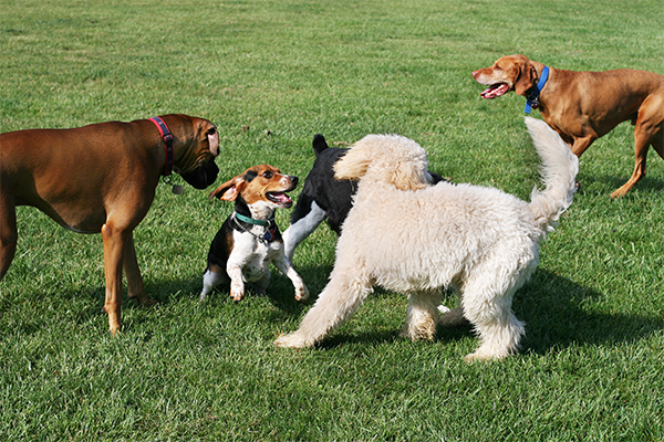 Éduquer chien socialisation