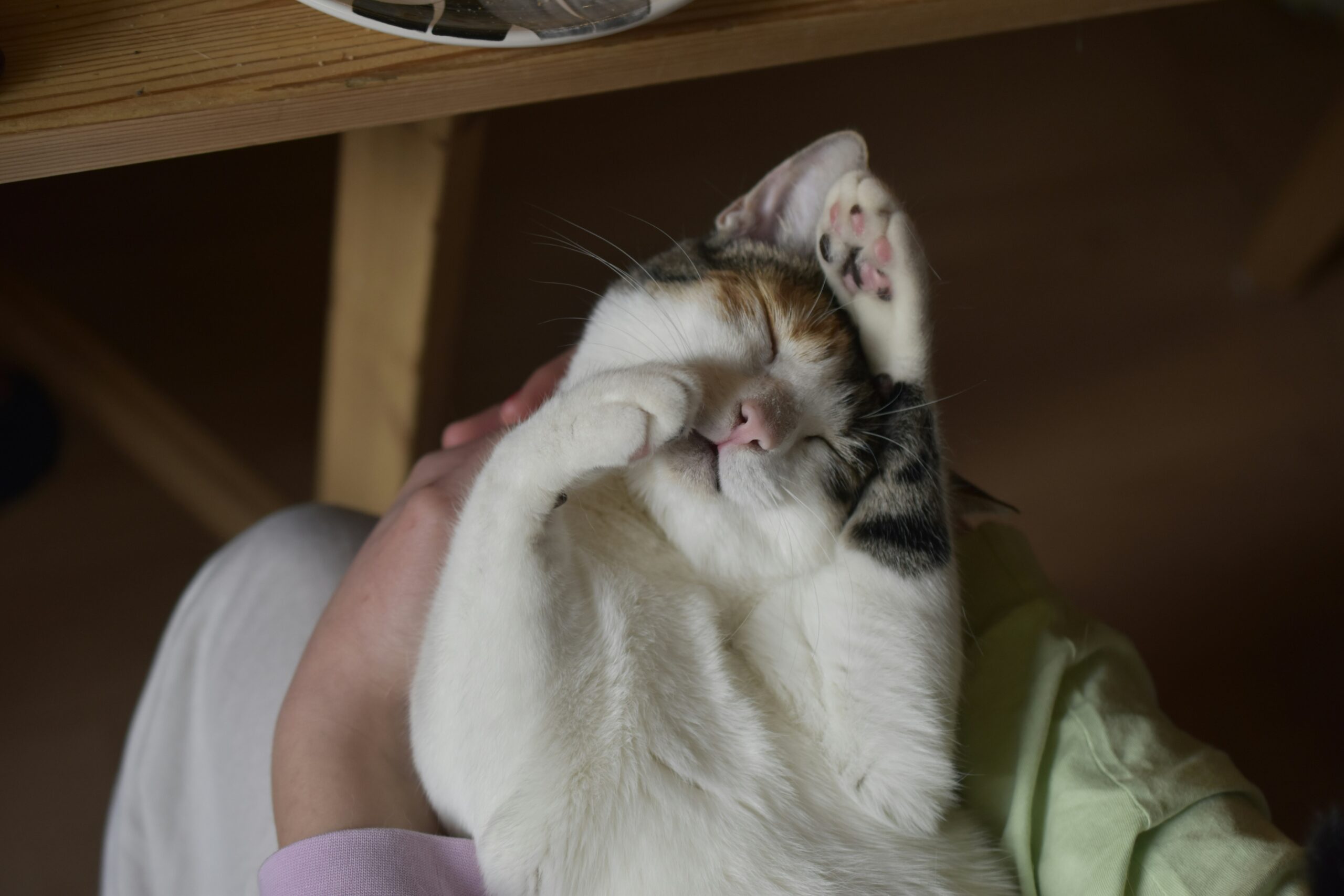 Oormijt bij katten symptomen, behandelen en voorkomen