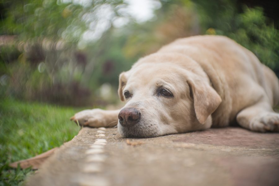 The lonely dog lay down on the ground and think about when boos come back