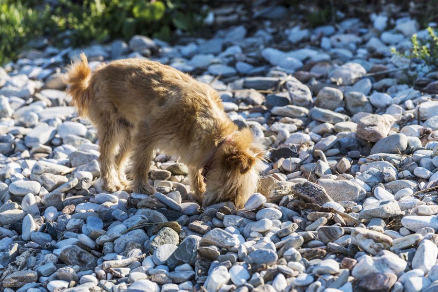 Cute dog is standing on pebble stones beach in Greece.