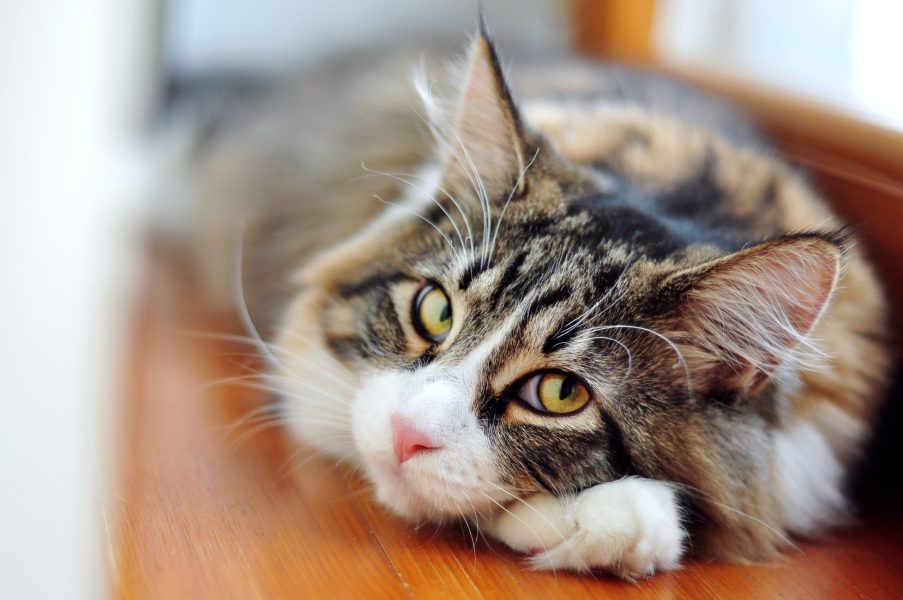 Oormijt bij katten symptomen