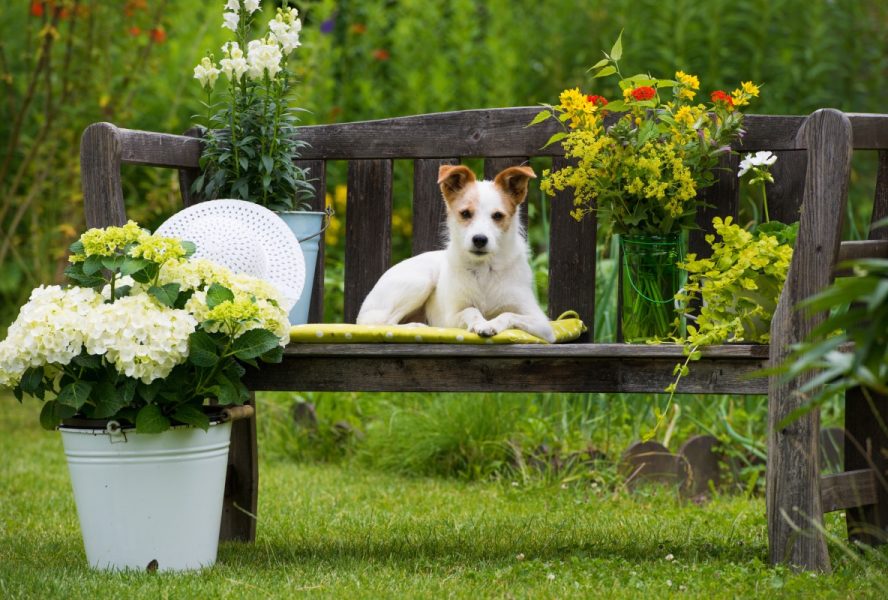 giftige_planten_hond_afbeelding_1