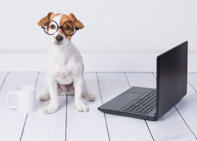 cute young small dog sitting on the floor and working on laptop. Wearing glasses and cup of tea or coffee besides him. Pets indoors