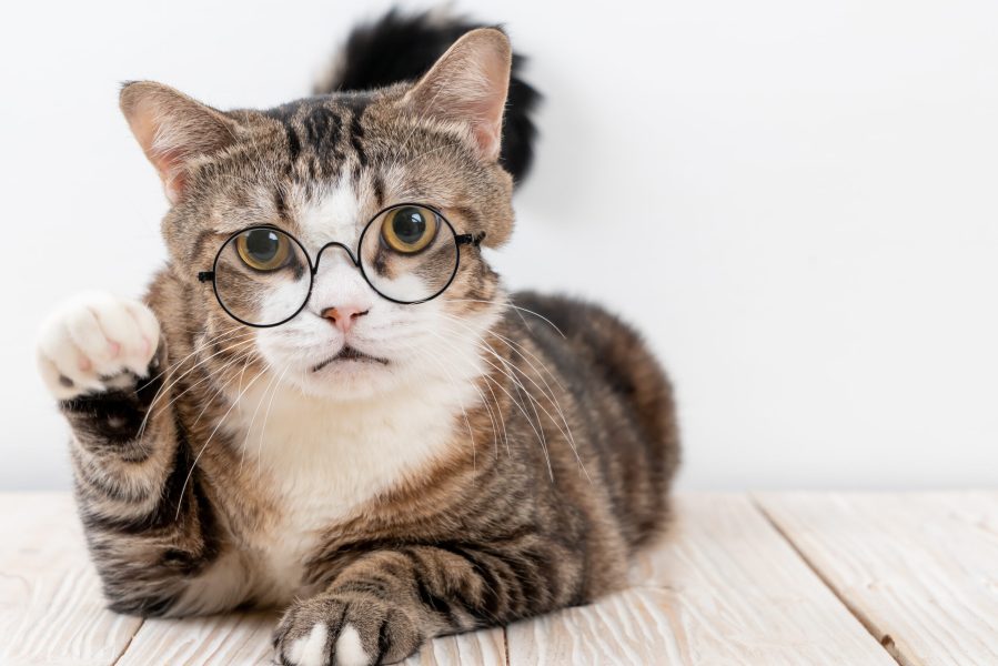 cute grey cat with glasses on wood background